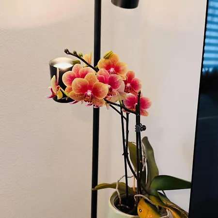 Cozy Corner - *
